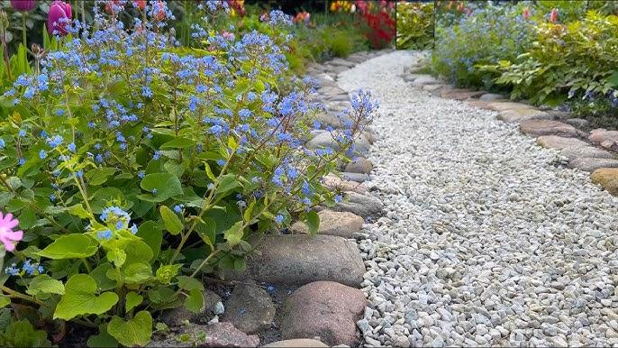 Brunnera Macro 'permafrost' - View 36 from www redcrocus com