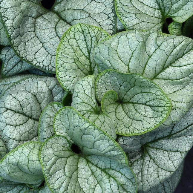 Brunnera Macro 'permafrost' - View 37 from www redcrocus com