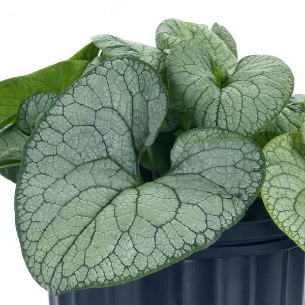 Brunnera Macro 'permafrost' - View 3 from www redcrocus com