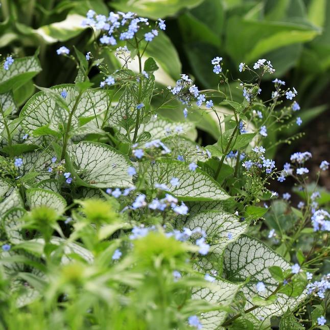 Brunnera Macro 'permafrost' - View 40 from www redcrocus com