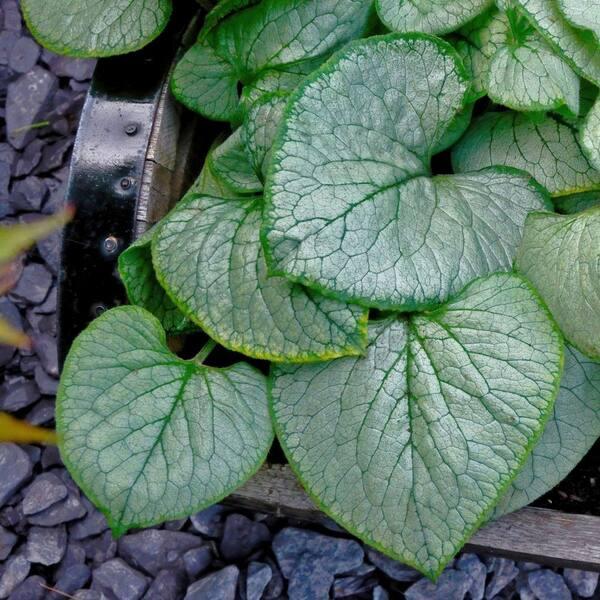 Brunnera Macro 'permafrost' - View 4 from www redcrocus com