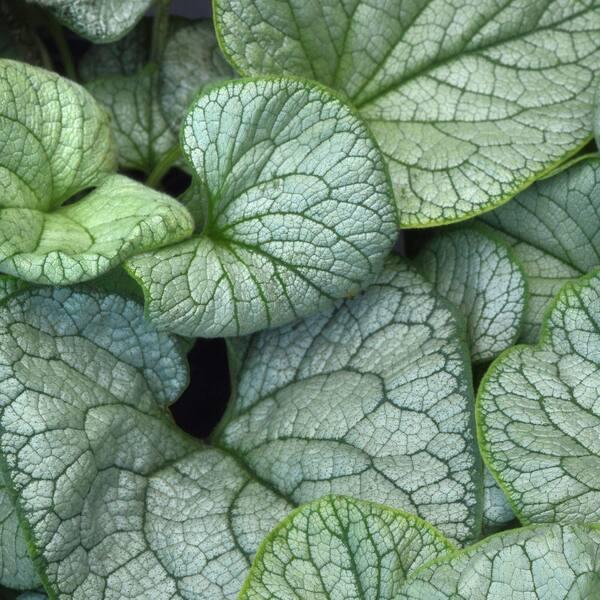 Brunnera Macro 'permafrost' - View 5 from www redcrocus com
