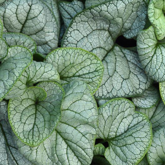 Brunnera Macro 'permafrost' - View 6 from www redcrocus com