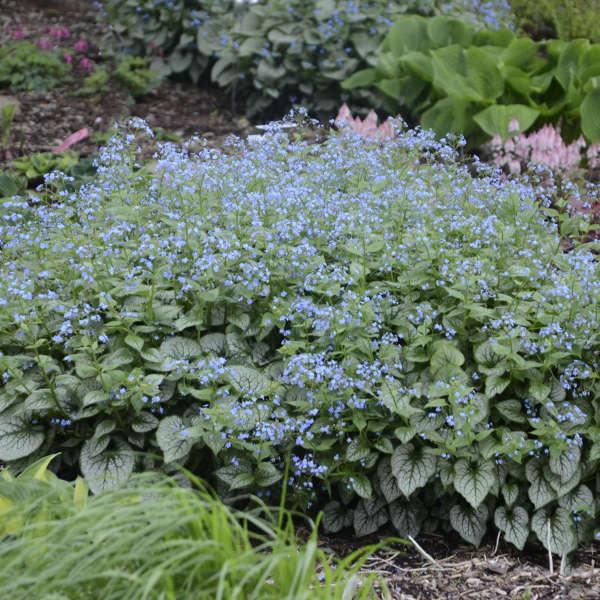 Brunnera Macro 'permafrost' - View 7 from www redcrocus com