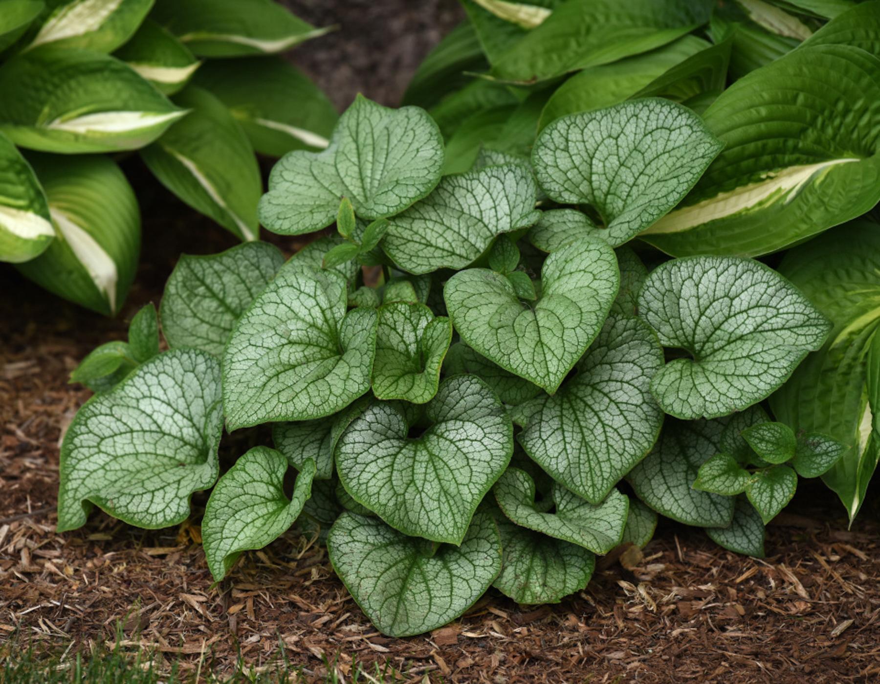 Brunnera Macro 'permafrost' - View 8 from www redcrocus com