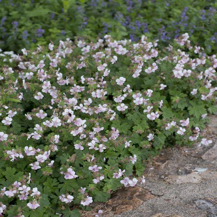 Geranium X Cantabrigiense 27biokovo 27 10 2fbdb890 0f2b 4cf2 Bd7d Be59a1b893d8 from www redcrocus com