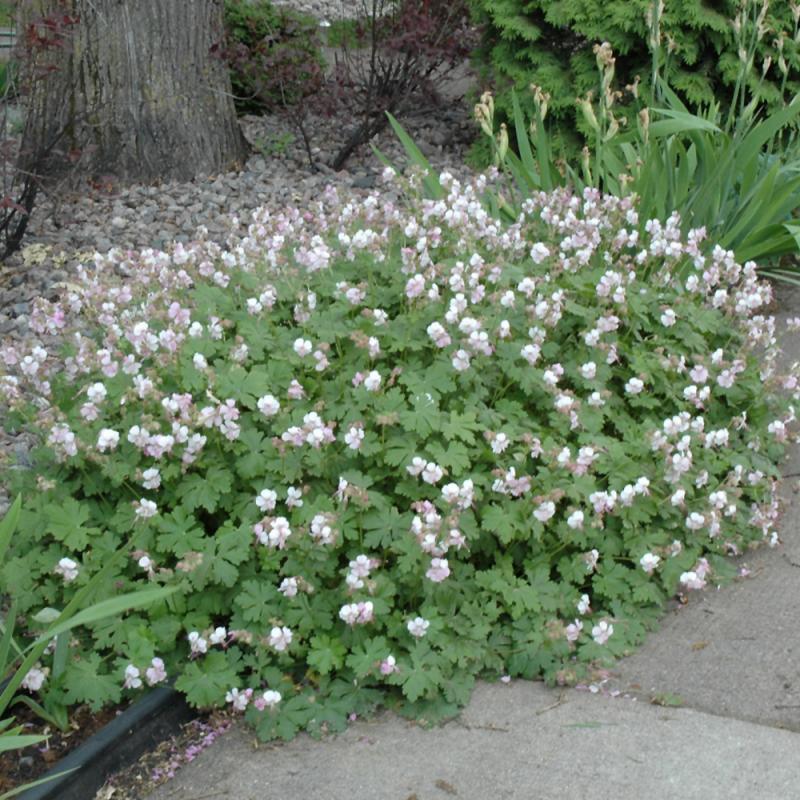 Geranium X Cantabrigiense 27biokovo 27 11 82f4ba8a B661 44ff 9c45 Fa92f38174c6 from www redcrocus com