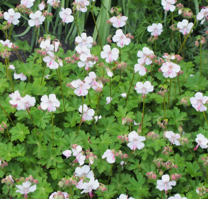 Geranium X Cantabrigiense 27biokovo 27 12 Ed4987d6 0408 4c8a 8d1b A1962d3c02ef from www redcrocus com