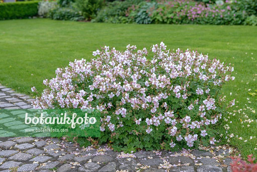 Geranium X Cantabrigiense 27biokovo 27 13 8cc5d9dc F0c5 4448 B833 650703407e08 from www redcrocus com