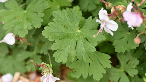 Geranium X Cantabrigiense 'biokovo' - View 14 from www redcrocus com