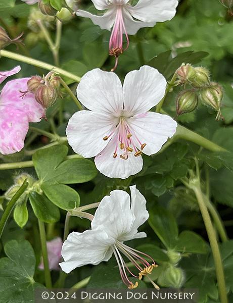 Geranium X Cantabrigiense 'biokovo' - View 15 from www redcrocus com
