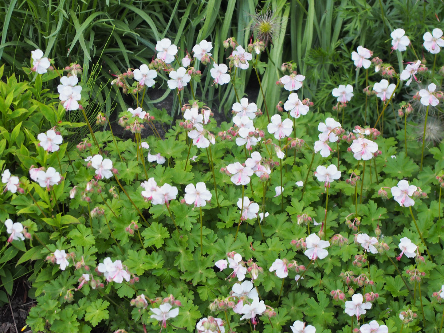 Geranium X Cantabrigiense 27biokovo 27 16 52fdebb2 64b6 4043 8270 300ddccc26ba from www redcrocus com