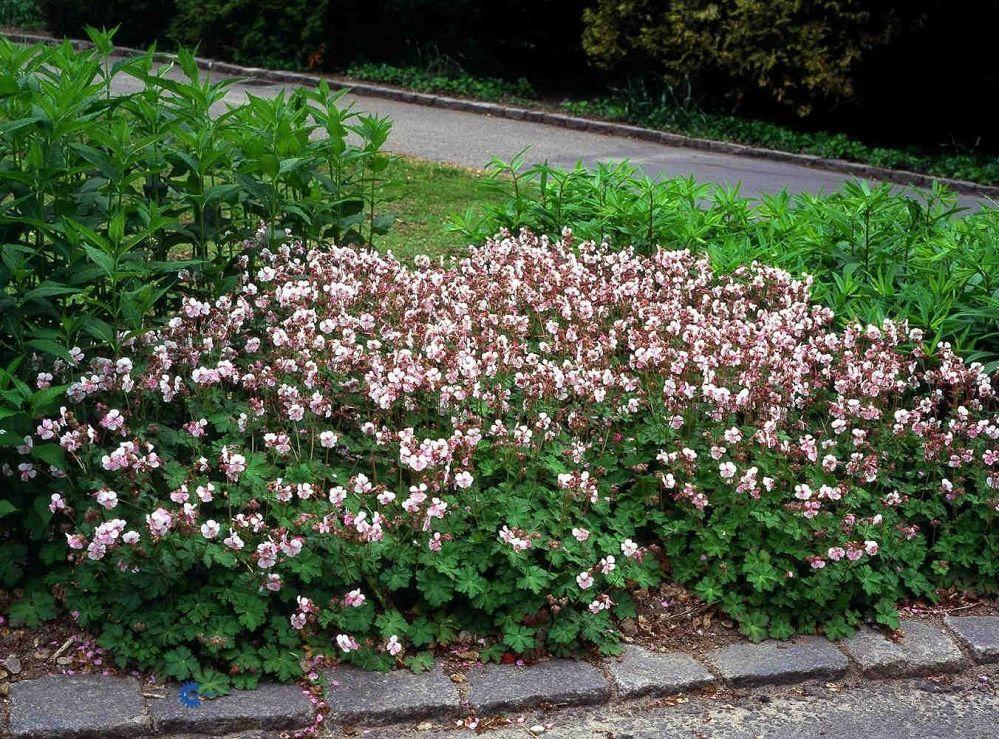 Geranium X Cantabrigiense 'biokovo' - View 18 from www redcrocus com