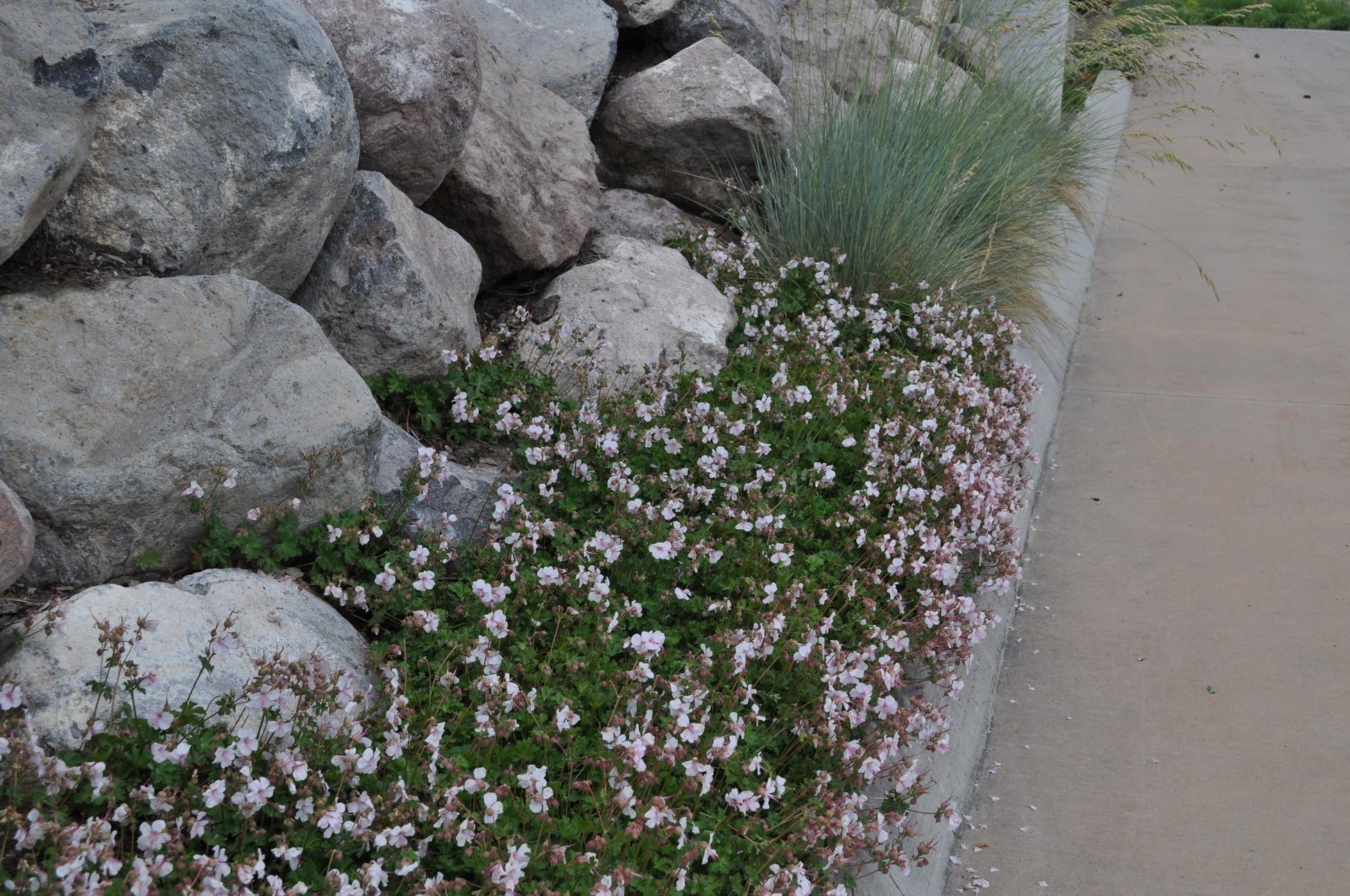 Geranium X Cantabrigiense 27biokovo 27 19 B9d6b646 E604 4046 Ab7d E583fa0c71fe from www redcrocus com