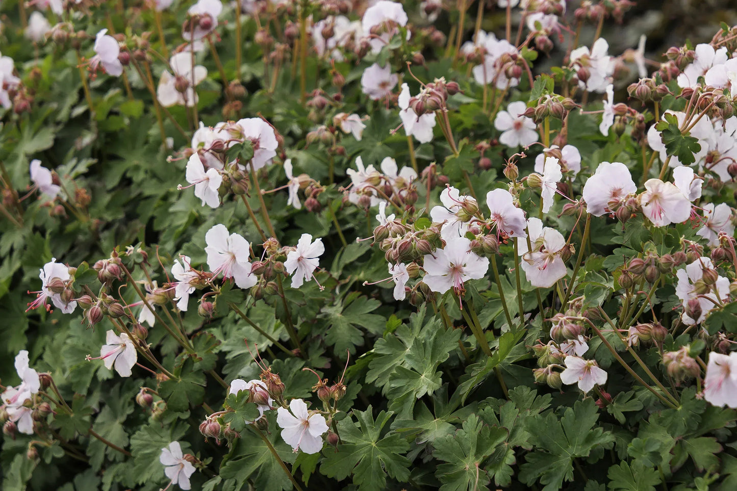 Geranium X Cantabrigiense 27biokovo 27 20 46e1e3a2 Ad16 4a95 9b33 43216253d0f2 from www redcrocus com