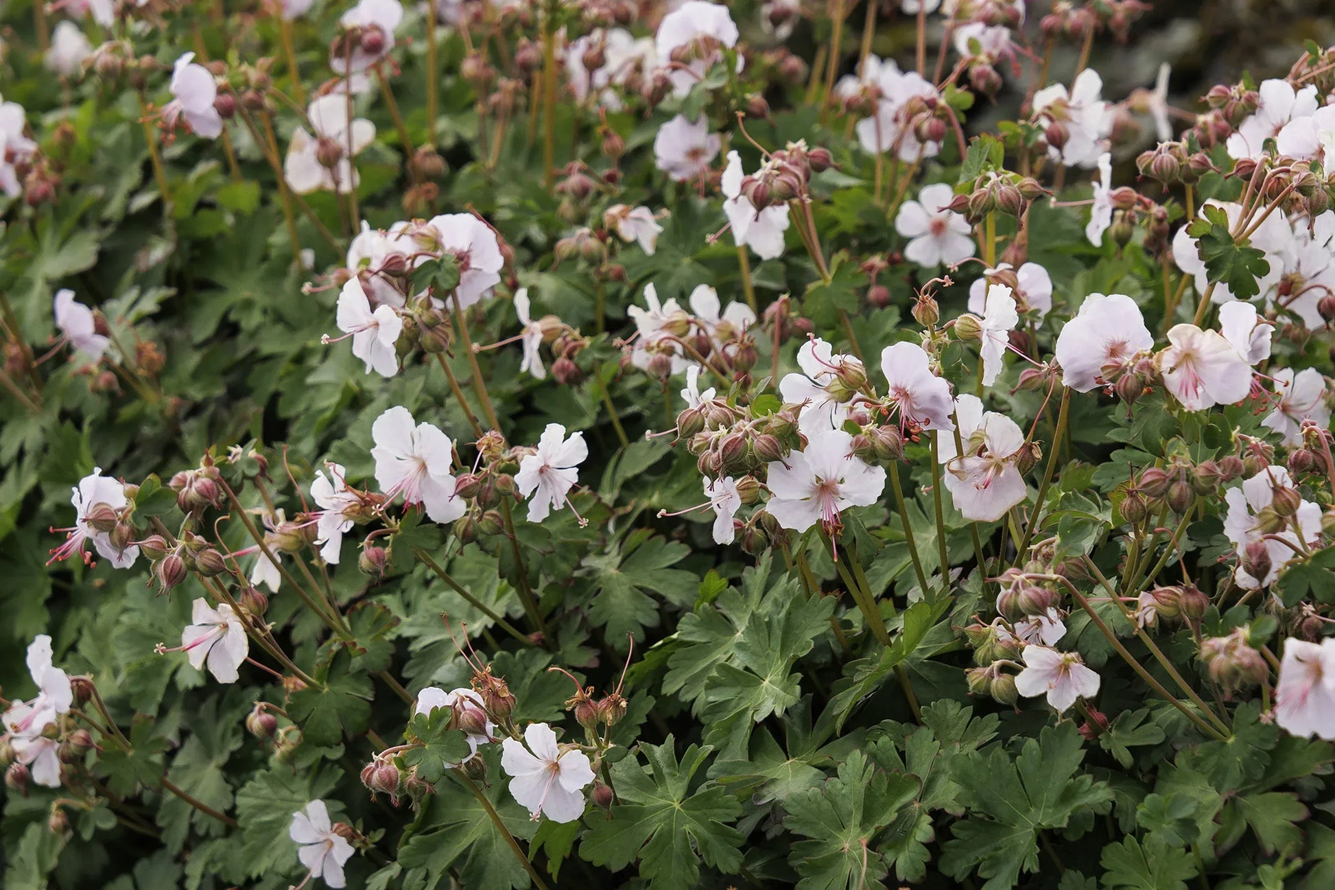 Geranium X Cantabrigiense 27biokovo 27 20 46e1e3a2 Ad16 4a95 9b33 43216253d0f2 from www redcrocus com