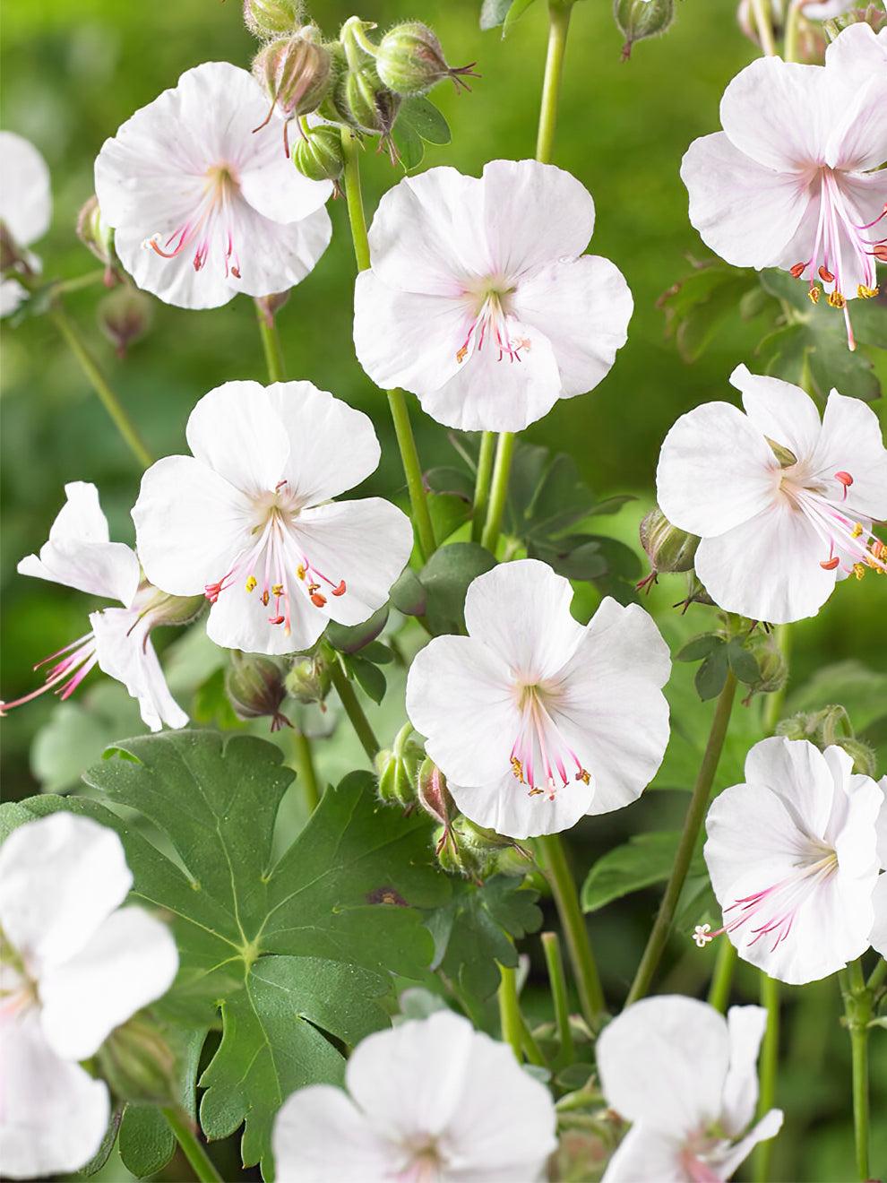 Geranium X Cantabrigiense 'biokovo' - View 21 from www redcrocus com