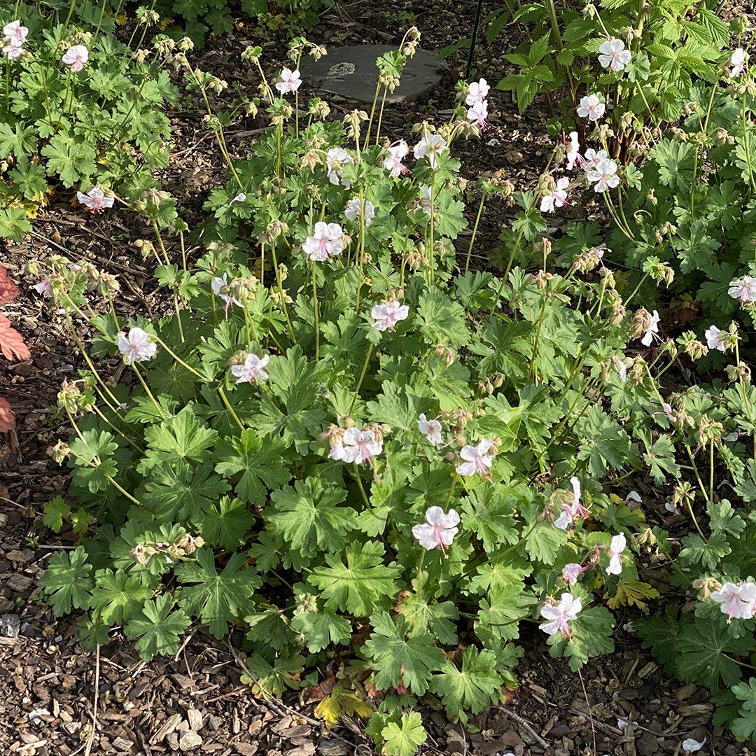Geranium X Cantabrigiense 27biokovo 27 22 4d7c47c0 Fcdc 4558 94b2 9e932946f525 from www redcrocus com
