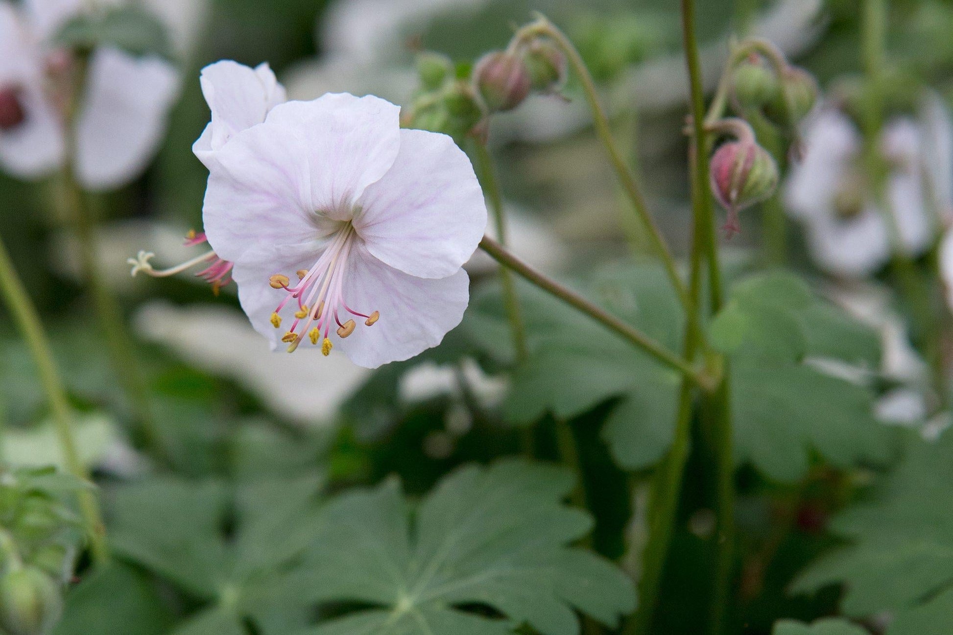 Geranium X Cantabrigiense 27biokovo 27 24 81393cb5 Ab8c 475d 828c 1be0cf034db4 from www redcrocus com