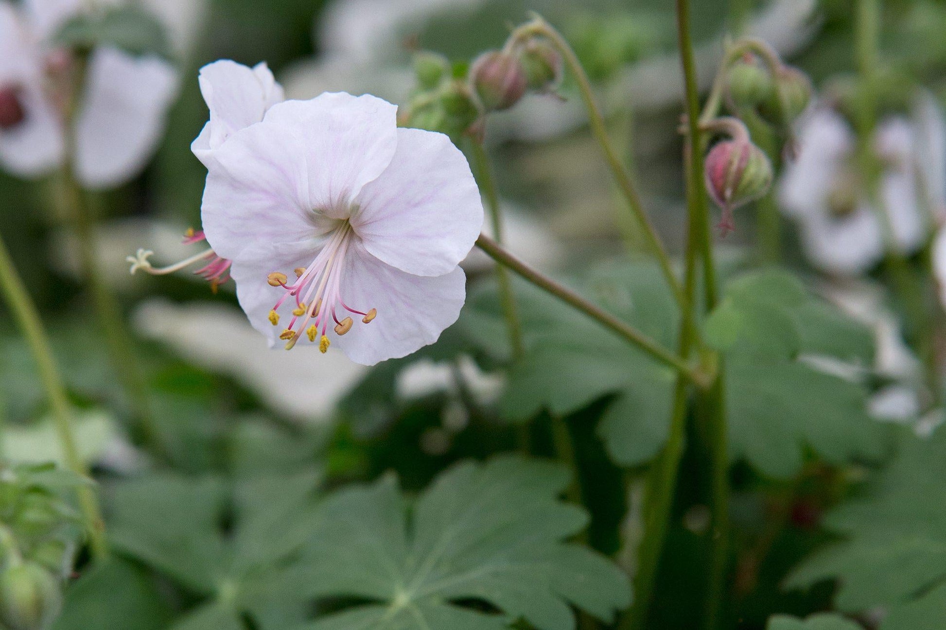 Geranium X Cantabrigiense 'biokovo' - View 24 from www redcrocus com