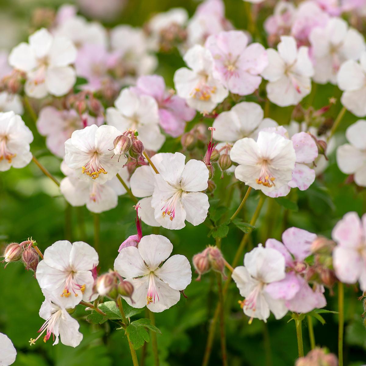 Geranium X Cantabrigiense 'biokovo' - View 25 from www redcrocus com