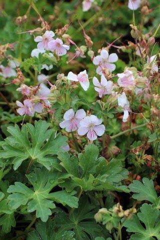 Geranium X Cantabrigiense 27biokovo 27 26 E66c3a1b 5a41 4403 9200 42996e432271 from www redcrocus com