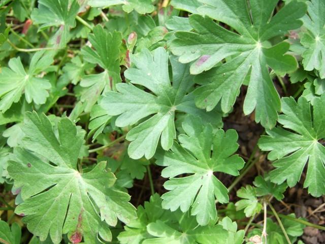 Geranium X Cantabrigiense 27biokovo 27 27 0b1b6555 E456 4160 9f7f A015aff9394e from www redcrocus com
