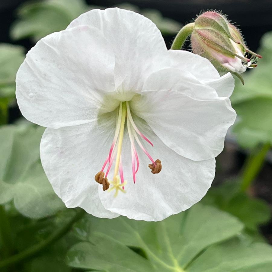 Geranium X Cantabrigiense 27biokovo 27 28 D339ac87 7186 4413 9740 D17e1ba630c1 from www redcrocus com