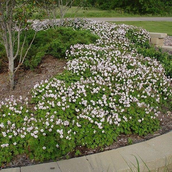 Geranium X Cantabrigiense 27biokovo 27 29 D6859248 403b 42a6 B2e4 6a32d1ffacfb from www redcrocus com