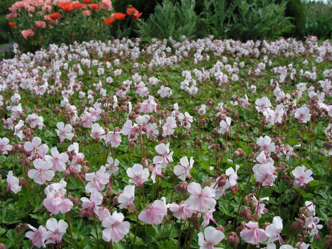 Geranium X Cantabrigiense 'biokovo' - View 32 from www redcrocus com