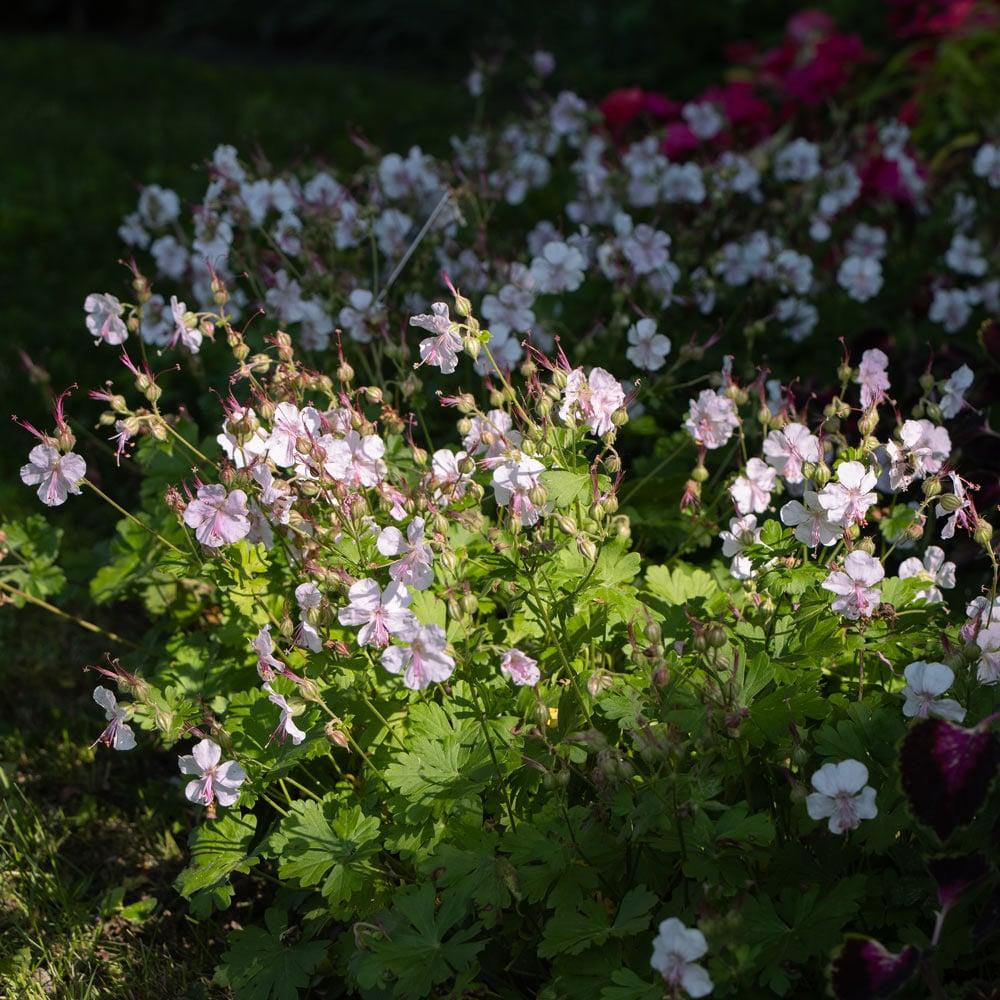 Geranium X Cantabrigiense 'biokovo' - View 3 from www redcrocus com