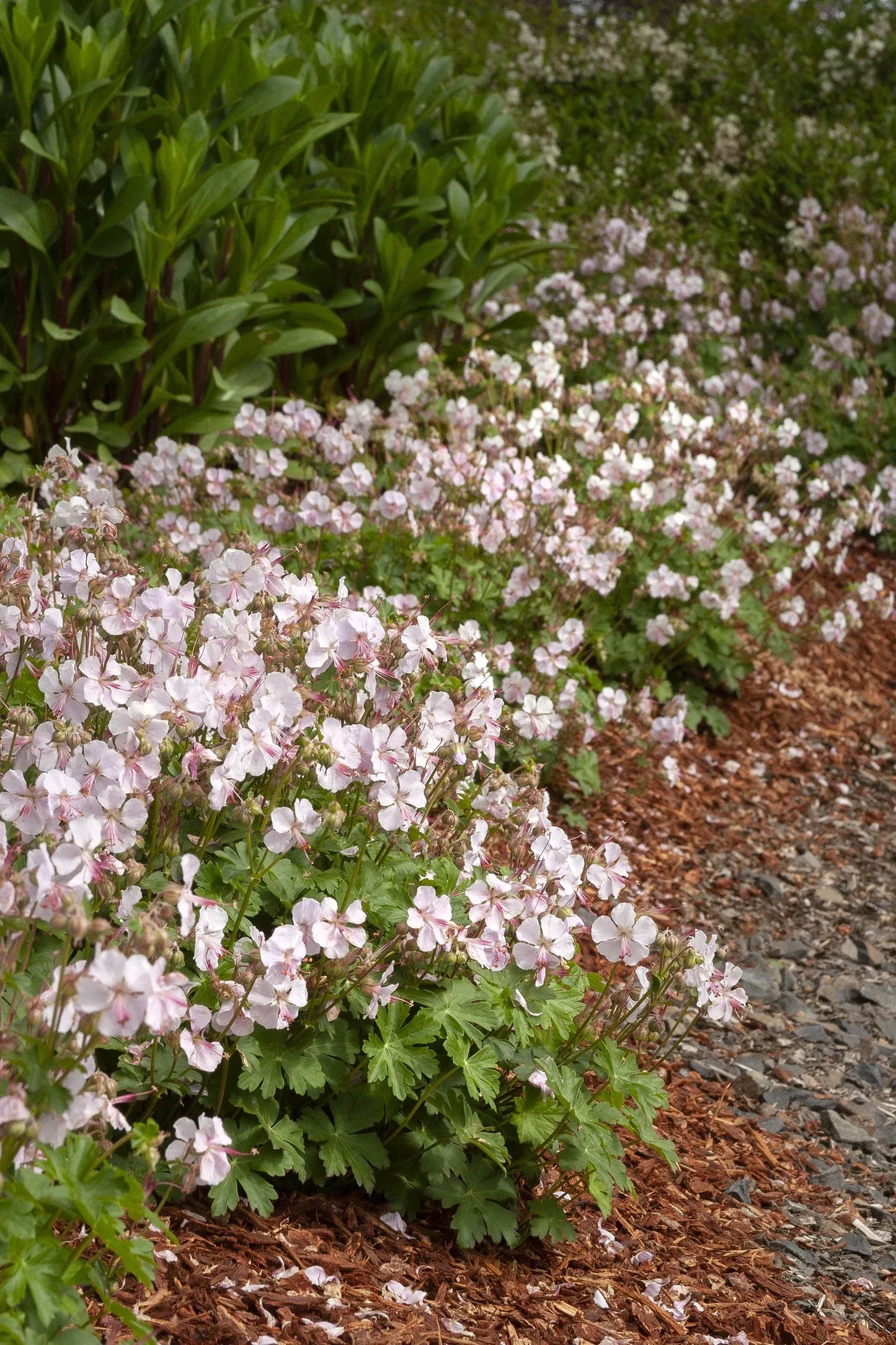 Geranium X Cantabrigiense 27biokovo 27 4 03b83246 9c00 47b0 8868 353455518453 from www redcrocus com
