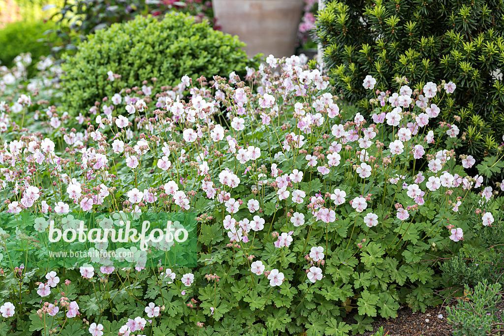 Geranium X Cantabrigiense 27biokovo 27 5 Cd63f954 1589 41e3 93ef Ada57cb3d515 from www redcrocus com