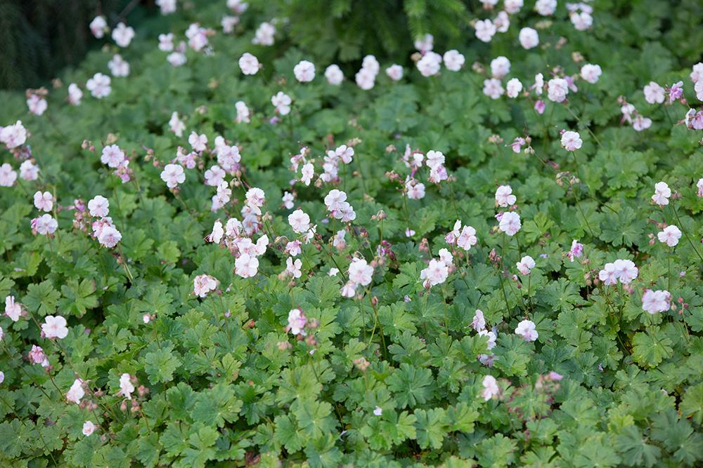 Geranium X Cantabrigiense 'biokovo' - View 7 from www redcrocus com