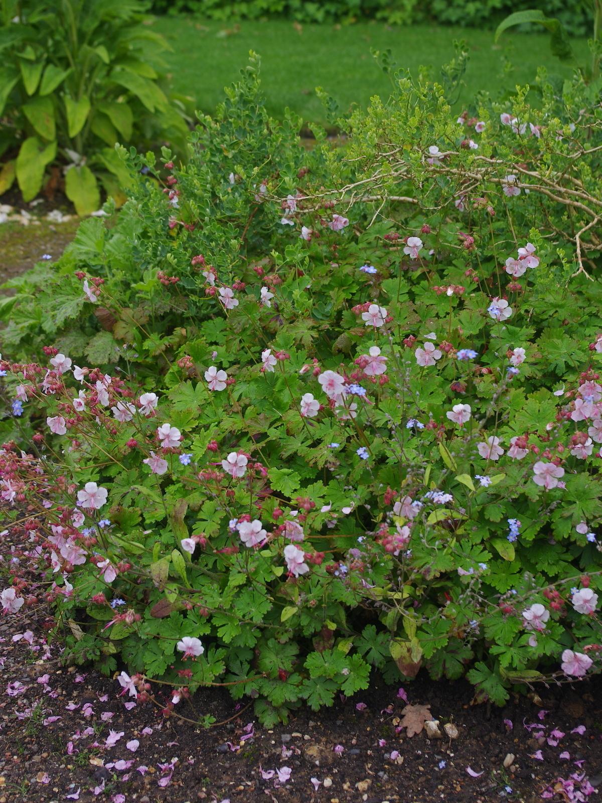 Geranium X Cantabrigiense 27biokovo 27 8 Cf42f203 58ae 4451 Ab2d 91b054c6e85f from www redcrocus com