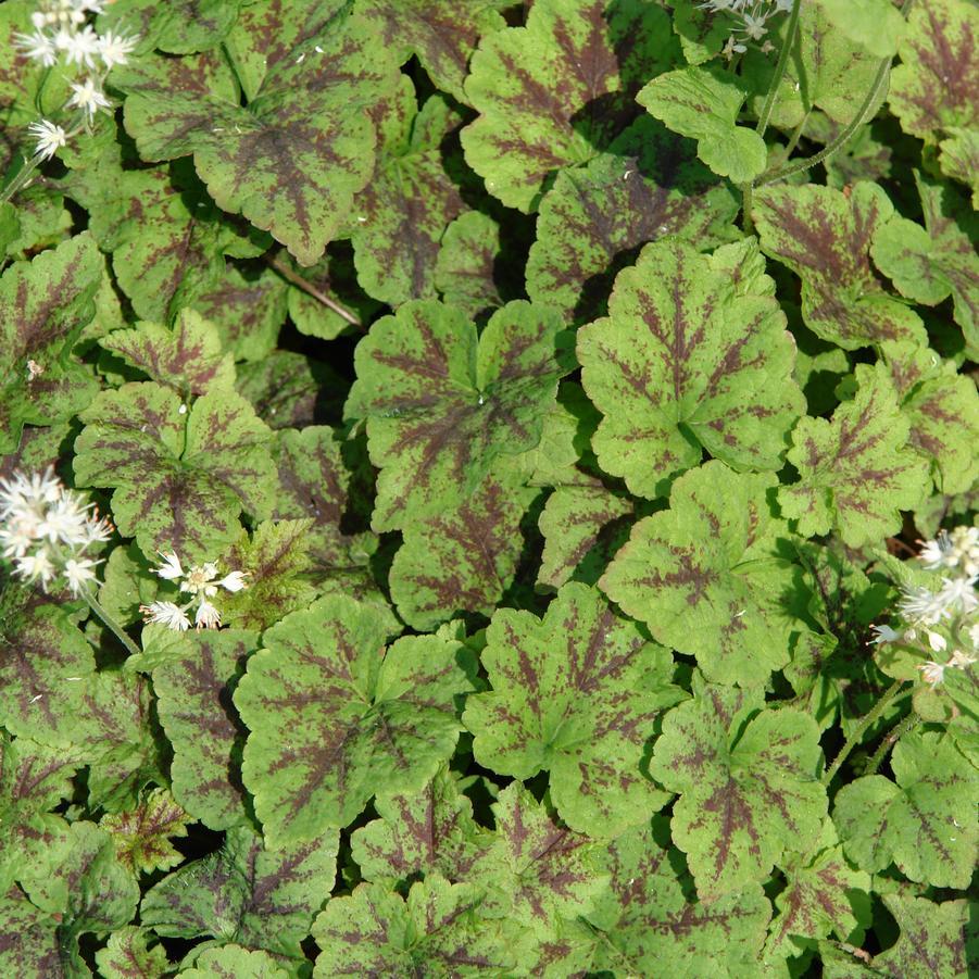 Tiarella X Cordifolia 27elizabeth Oliver 27 10 Cf66da12 1a5a 4c61 9eb1 A934d5254800 from www redcrocus com