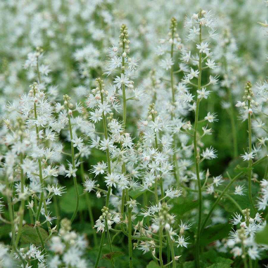 Tiarella X Cordifolia 27elizabeth Oliver 27 11 10c91d39 2886 4252 8a38 0ee8042b1253 from www redcrocus com