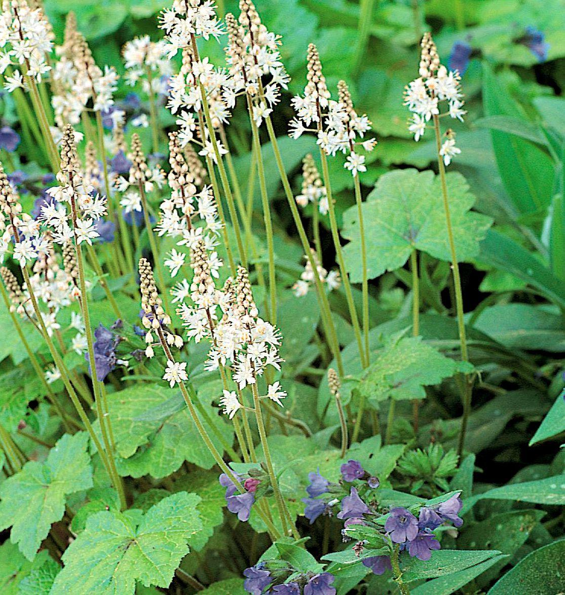 Tiarella X Cordifolia 27elizabeth Oliver 27 12 873e0b46 6d15 427e Aa5a 73160d63b8f9 from www redcrocus com