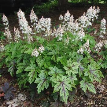 Tiarella X Cordifolia 27elizabeth Oliver 27 14 1155f2e9 C4b0 40f9 A6e5 003a083a552a from www redcrocus com