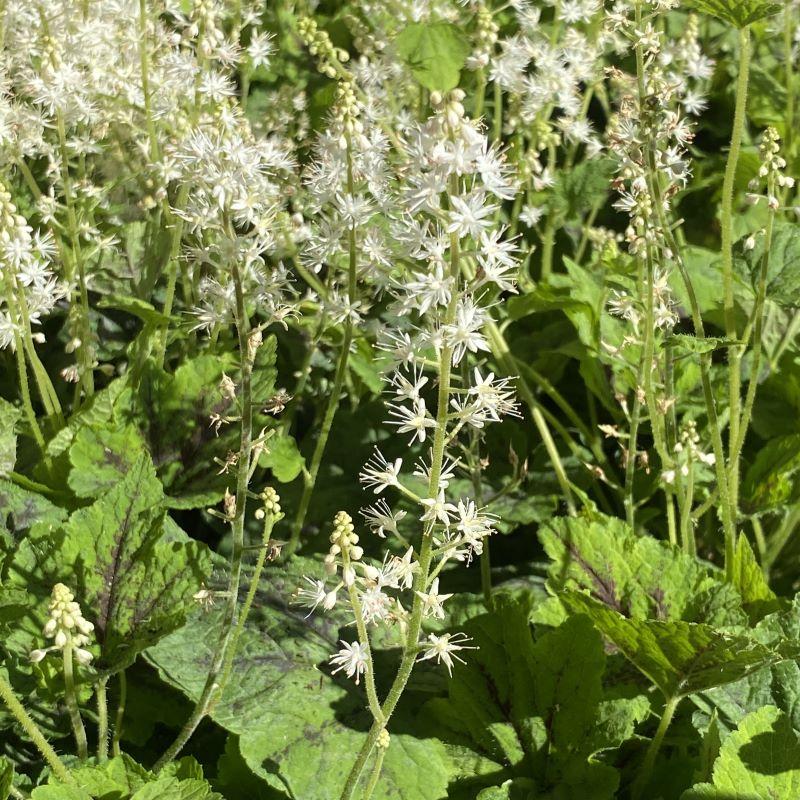 Tiarella X Cordifolia 27elizabeth Oliver 27 15 5b8c9879 Ce92 47bb 8b9b 4fb9f7d3a55c from www redcrocus com