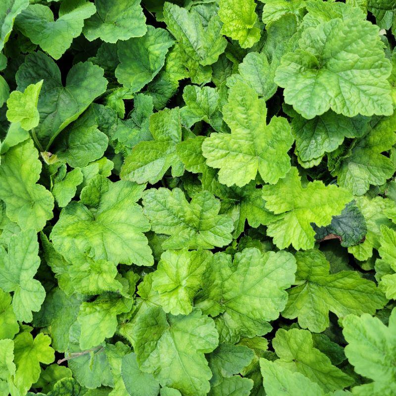 Tiarella X Cordifolia 27elizabeth Oliver 27 16 34347563 5c43 4b64 93cc A486cecb781b from www redcrocus com