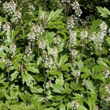 Tiarella X Cordifolia 27elizabeth Oliver 27 17 Cec912d9 82b5 477b Ab49 Da7b6b46ad60 from www redcrocus com