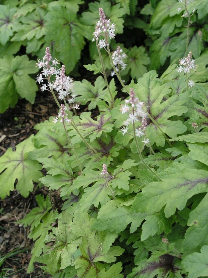 Tiarella X Cordifolia 'elizabeth Oliver' - View 20 from www redcrocus com