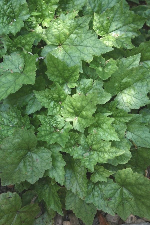 Tiarella X Cordifolia 27elizabeth Oliver 27 21 52d95ed9 9300 40b8 Af2a 76989207dbc3 from www redcrocus com