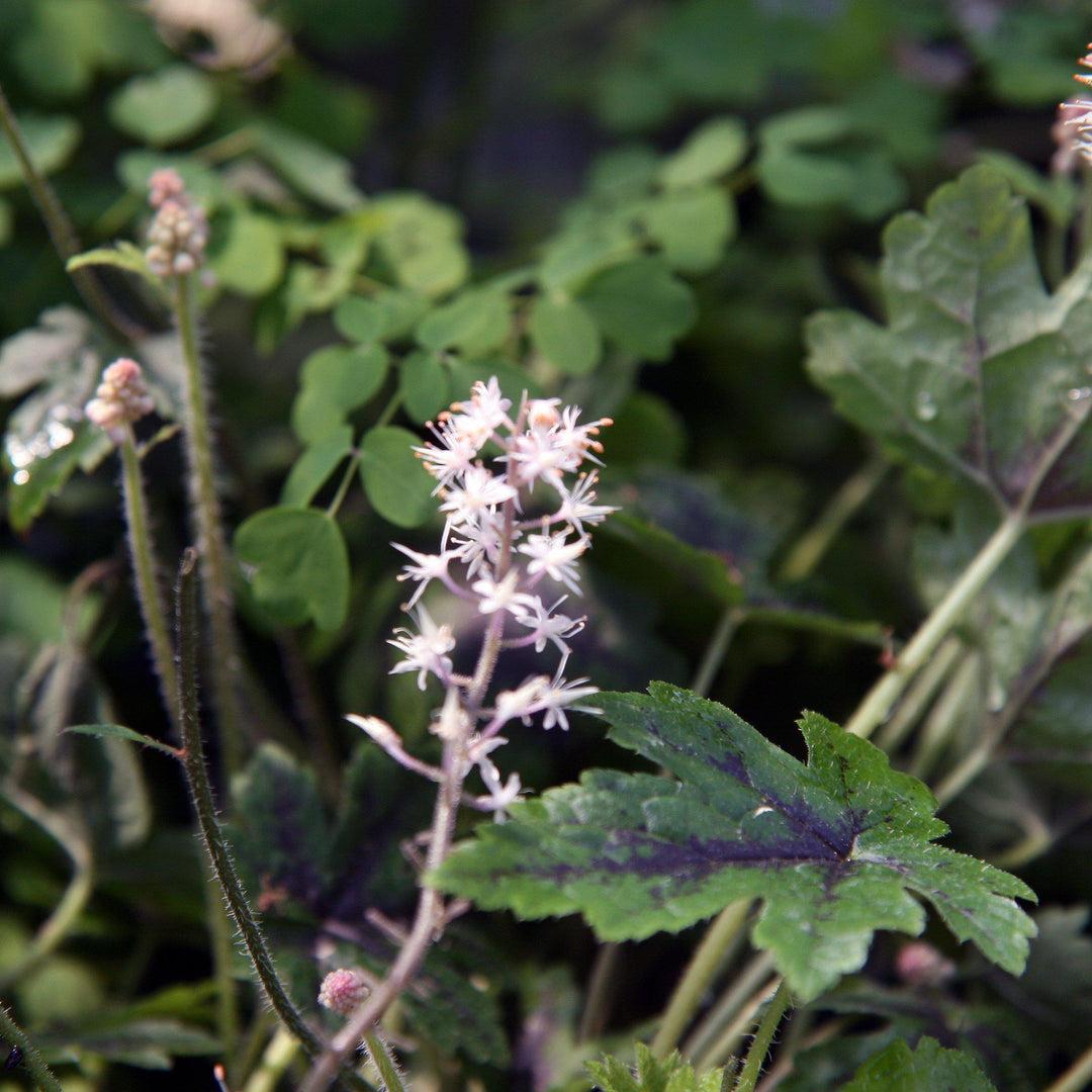 Tiarella X Cordifolia 27elizabeth Oliver 27 22 D2ddefcd 0652 4fda 9922 C10219c3129f from www redcrocus com