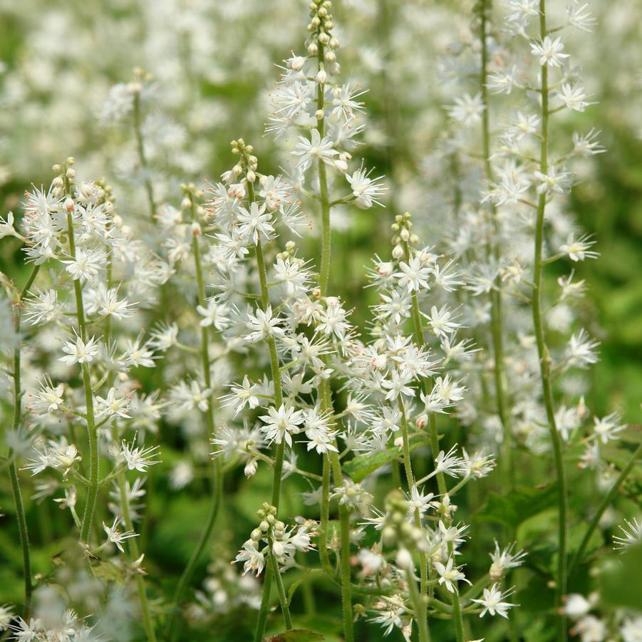Tiarella X Cordifolia 27elizabeth Oliver 27 23 3c5aaacc 2e19 4c24 99f8 C3074f132b48 from www redcrocus com