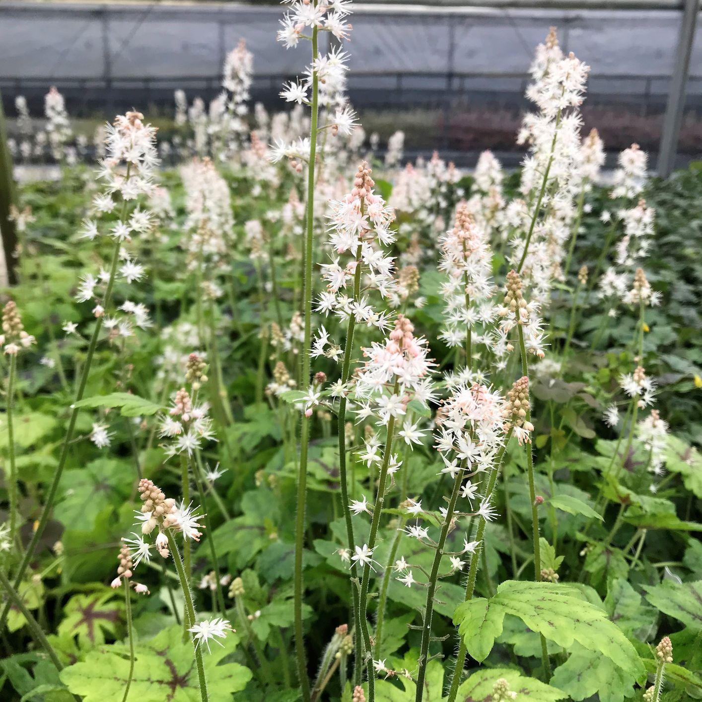 Tiarella X Cordifolia 'elizabeth Oliver' - View 3 from www redcrocus com