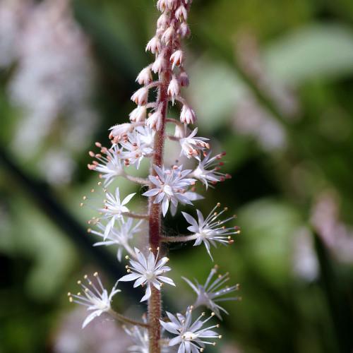 Tiarella X Cordifolia 27elizabeth Oliver 27 4 60cd8647 1af4 4e63 Ba73 B046334290c4 from www redcrocus com