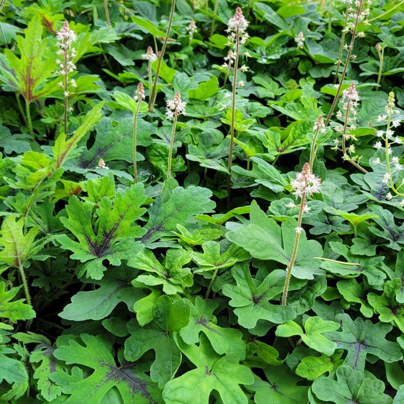 Tiarella X Cordifolia 'elizabeth Oliver' - View 5 from www redcrocus com