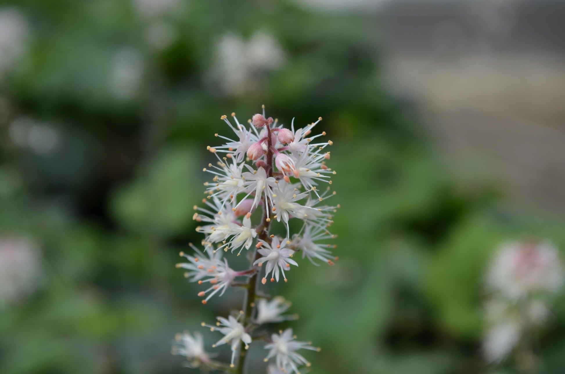 Tiarella X Cordifolia 27elizabeth Oliver 27 6 Cfdf667b De9b 48b4 A151 471601b95437 from www redcrocus com